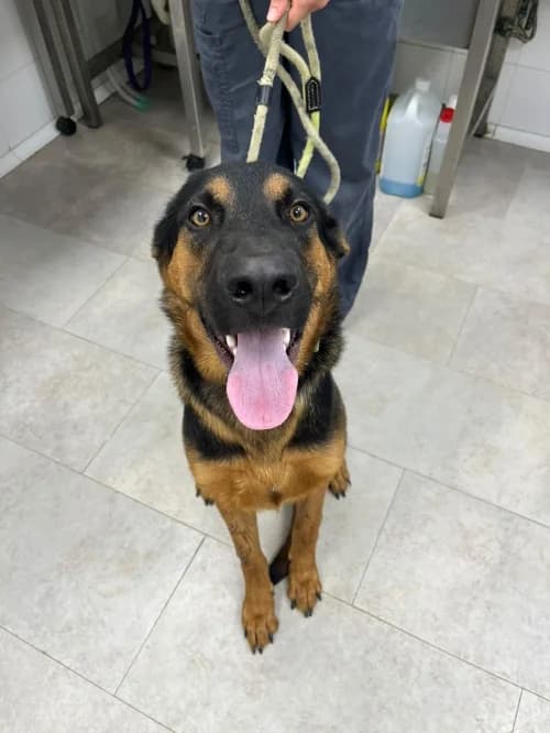 Tarin, male puppy mixed breed for adoption at CAAD Maresme