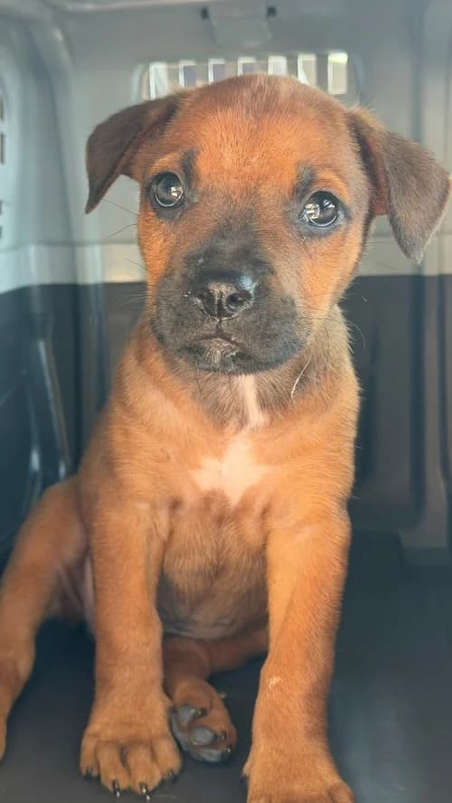 Elsa, female puppy mixed breed for adoption at CAAD Maresme