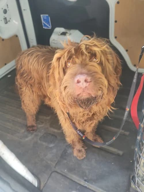 Calvin, female mixed breed for adoption at CAAD Maresme