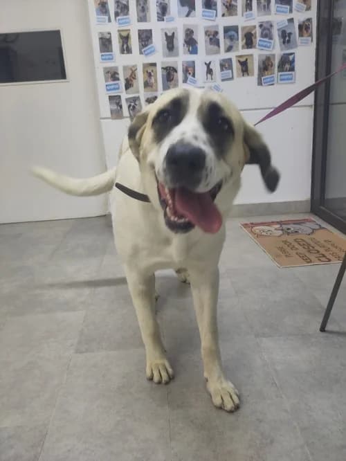 Cuca, female mixed breed for adoption at CAAD Maresme