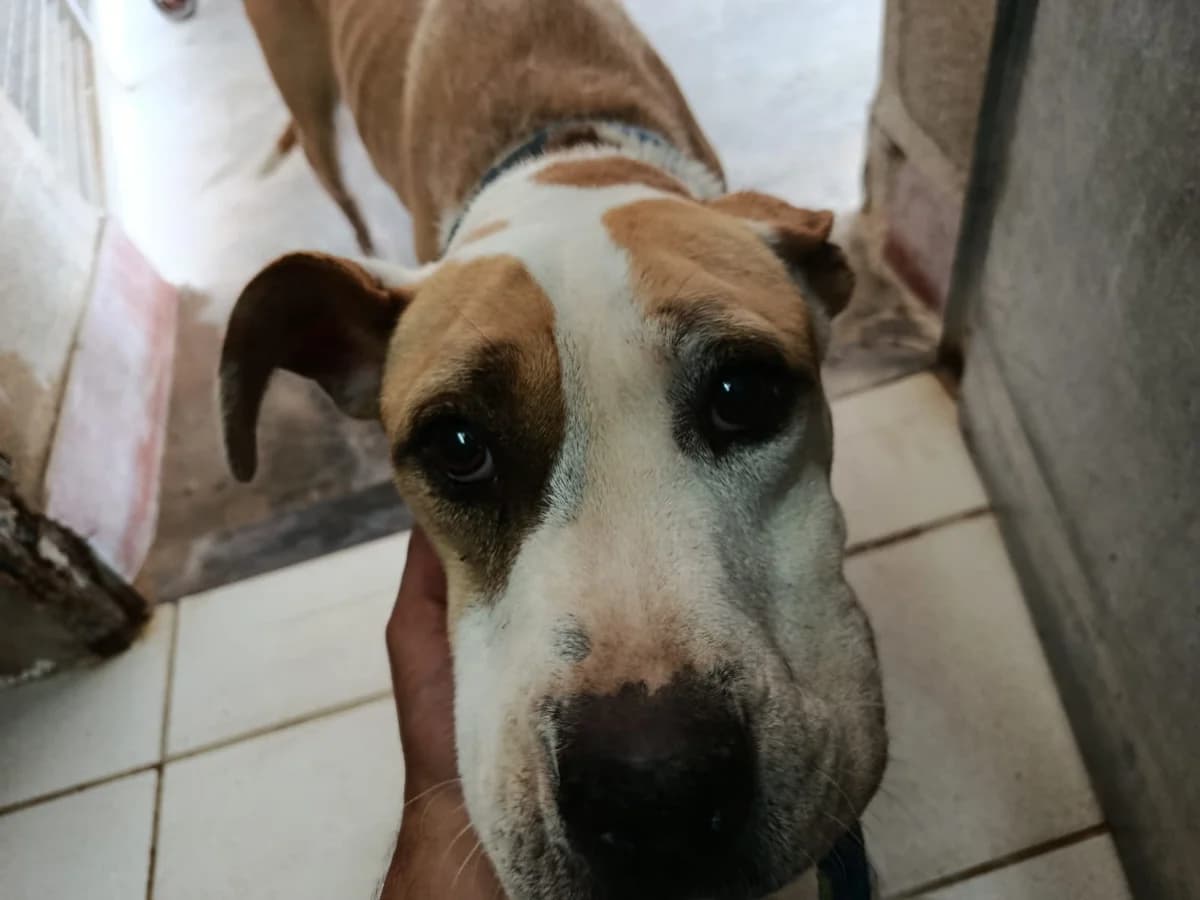 PENÉLOPE, female 7yo American Bully for adoption at CAAD Penedès