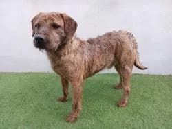 BOB, male 3yo Mixed Breed for adoption at CAAN — Centro de Acogida de Animales de la Diputación de Pontevedra