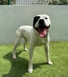 COPITO, male puppy Mixed Breed for adoption at CAAN — Centro de Acogida de Animales de la Diputación de Pontevedra