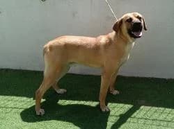 GOLO, male 3yo Mixed Breed for adoption at CAAN — Centro de Acogida de Animales de la Diputación de Pontevedra