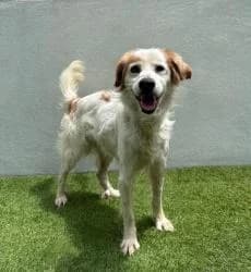 JIM, Mixed Breed (CAAN — Centro de Acogida de Animales de la Diputación de Pontevedra)