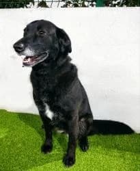 LULY, female 3yo Mixed Breed for adoption at CAAN — Centro de Acogida de Animales de la Diputación de Pontevedra