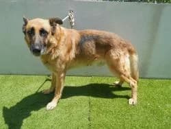 MERLIN, male 3yo German Shepherd for adoption at CAAN — Centro de Acogida de Animales de la Diputación de Pontevedra