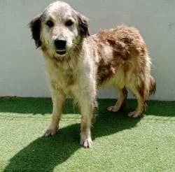 NOA, female 3yo Mixed Breed for adoption at CAAN — Centro de Acogida de Animales de la Diputación de Pontevedra