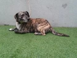 PEPON, Mixed Breed (CAAN — Centro de Acogida de Animales de la Diputación de Pontevedra)