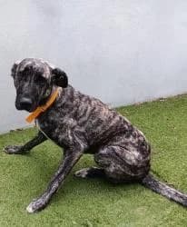 POCHI, female 3yo Mixed Breed for adoption at CAAN — Centro de Acogida de Animales de la Diputación de Pontevedra