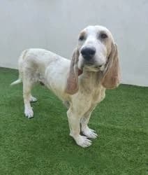 PORTO, male puppy mixed breed for adoption at CAAN — Centro de Acogida de Animales de la Diputación de Pontevedra