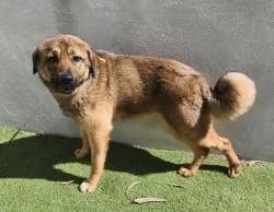 RELA, Mixed Breed (CAAN — Centro de Acogida de Animales de la Diputación de Pontevedra)