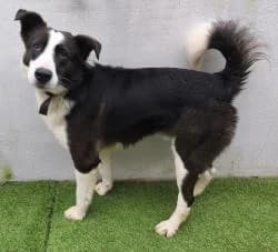 RENZO, Mixed Breed (CAAN — Centro de Acogida de Animales de la Diputación de Pontevedra)