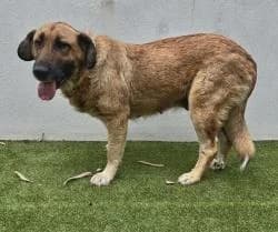 RUFI, female 3yo Mixed Breed for adoption at CAAN — Centro de Acogida de Animales de la Diputación de Pontevedra