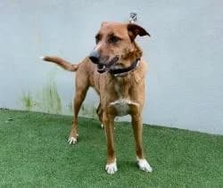 TEO, male 3yo Mixed Breed for adoption at CAAN — Centro de Acogida de Animales de la Diputación de Pontevedra