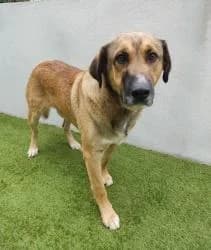 TUTO, male 3yo Mixed Breed for adoption at CAAN — Centro de Acogida de Animales de la Diputación de Pontevedra