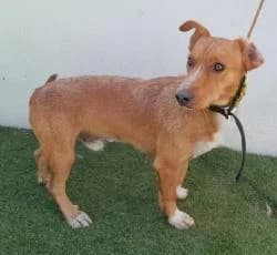 XURXO, male 3yo Mixed Breed for adoption at CAAN — Centro de Acogida de Animales de la Diputación de Pontevedra