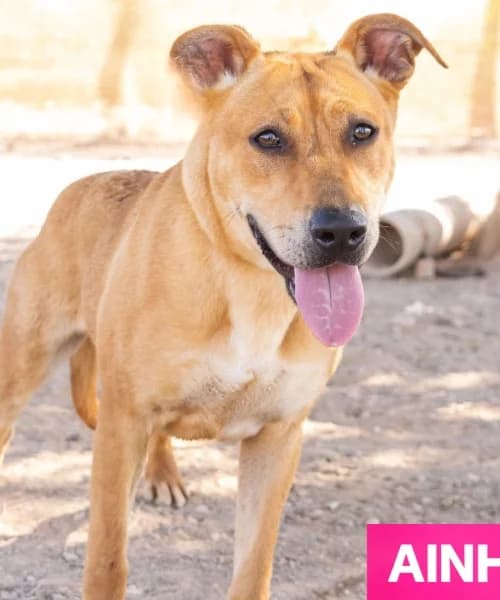 Ainhoa, Mixed Breed (Caminando Con Ellos Anguimar)