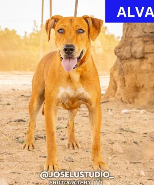 Alvaro, Mixed Breed (Caminando Con Ellos Anguimar)