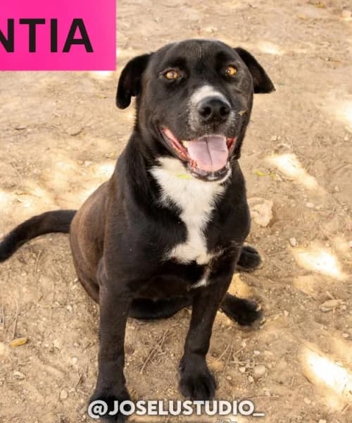 Antia, Mixed Breed (Caminando Con Ellos Anguimar)