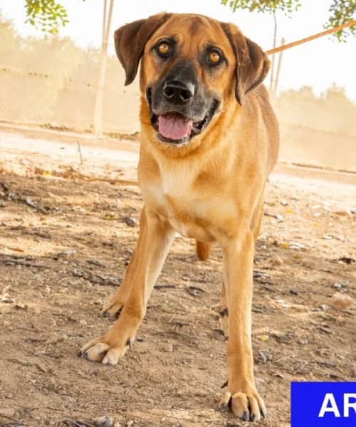 Aries, Mixed Breed (Caminando Con Ellos Anguimar)