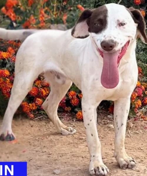 Balin, Mixed Breed (Caminando Con Ellos Anguimar)
