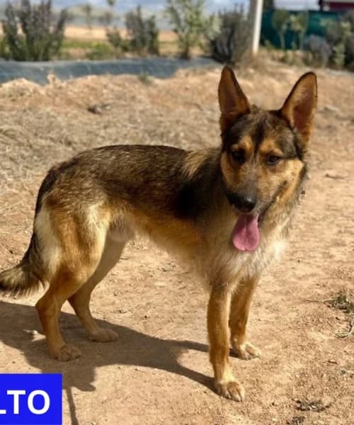 Balto, Mixed Breed (Caminando Con Ellos Anguimar)