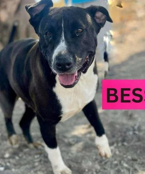 Bessie,  (Caminando Con Ellos Anguimar)