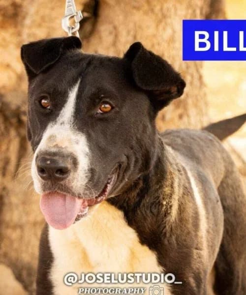 Billie, male 4yo Bull Terrier for adoption at Caminando Con Ellos Anguimar, Murcia