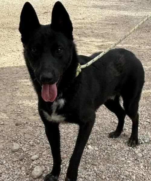 Blas, male Mixed Breed for adoption at Caminando Con Ellos Anguimar, Murcia