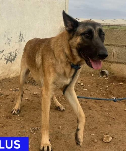 Bolus, Mixed Breed (Caminando Con Ellos Anguimar)