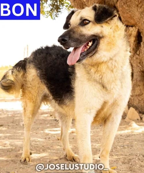 Bribon, Mixed Breed (Caminando Con Ellos Anguimar)