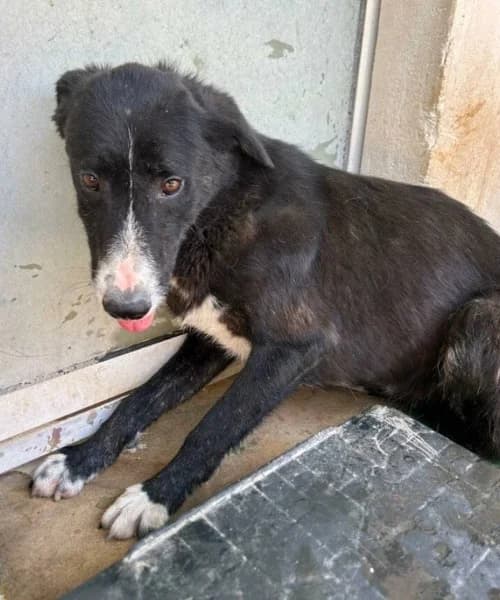 Bruce, Mixed Breed (Caminando Con Ellos Anguimar)