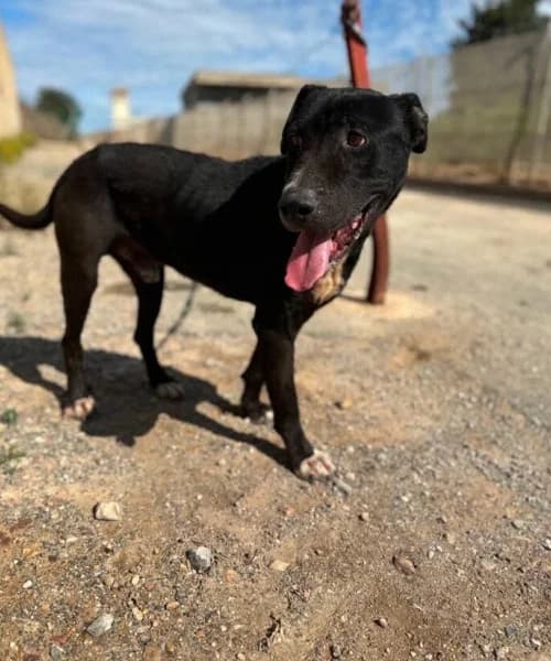 Brutus, Mixed Breed (Caminando Con Ellos Anguimar)