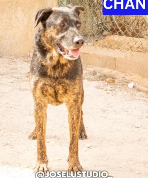 Chandler, Mixed Breed (Caminando Con Ellos Anguimar)