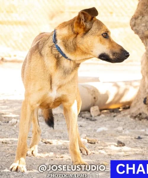 Chaplin, Mixed Breed (Caminando Con Ellos Anguimar)
