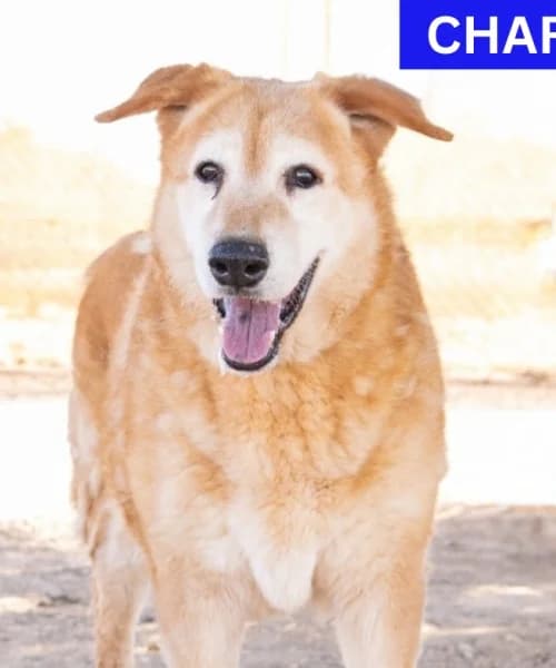 Charlie, male 7yo Mixed Breed for adoption at Caminando Con Ellos Anguimar, Murcia