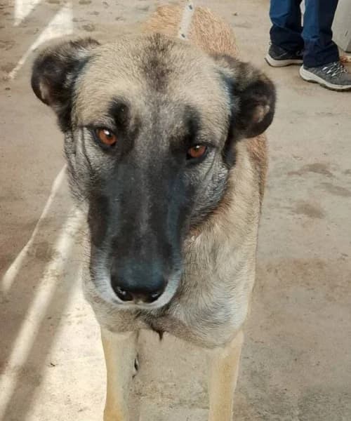 Chloe,  (Caminando Con Ellos Anguimar)