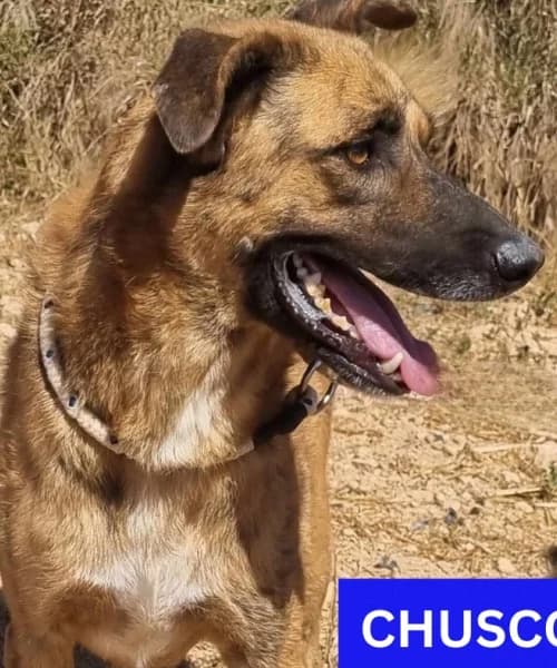 Chusco, Mixed Breed (Caminando Con Ellos Anguimar)