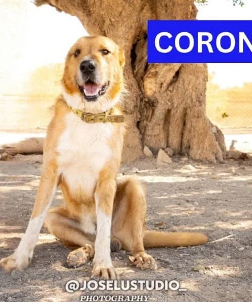 Coronel, Mixed Breed (Caminando Con Ellos Anguimar)