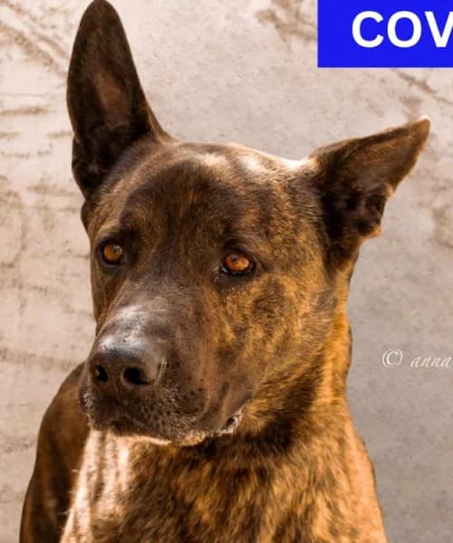 Covy, Mixed Breed (Caminando Con Ellos Anguimar)