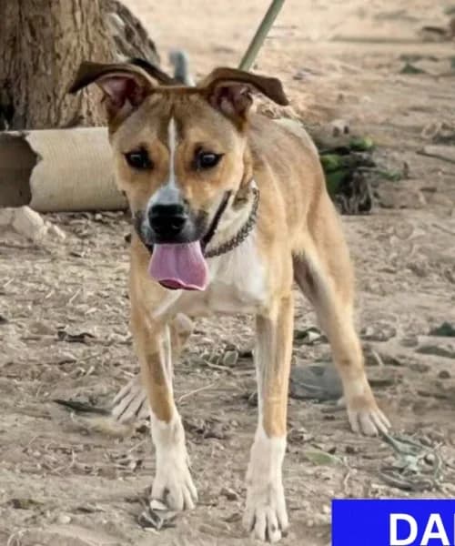 Dalas, male young Mixed Breed for adoption at Caminando Con Ellos Anguimar, Murcia
