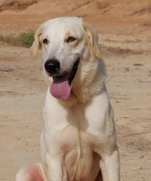 Damian, male young mixed breed for adoption at Caminando Con Ellos Anguimar, Murcia