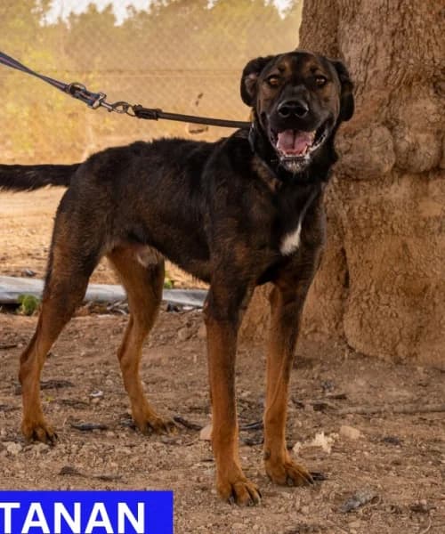 Dartanan, Mixed Breed (Caminando Con Ellos Anguimar)