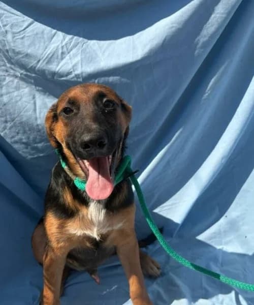 Deadpool, Mixed Breed (Caminando Con Ellos Anguimar)