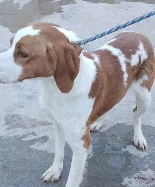 Deku, Mixed Breed (Caminando Con Ellos Anguimar)