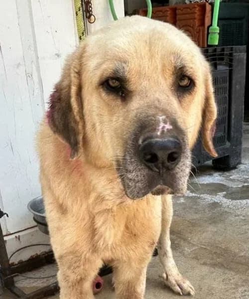 Diego, male 6yo mixed breed for adoption at Caminando Con Ellos Anguimar, Murcia