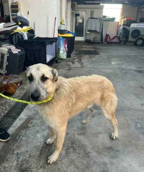 Doxi, Mixed Breed (Caminando Con Ellos Anguimar)