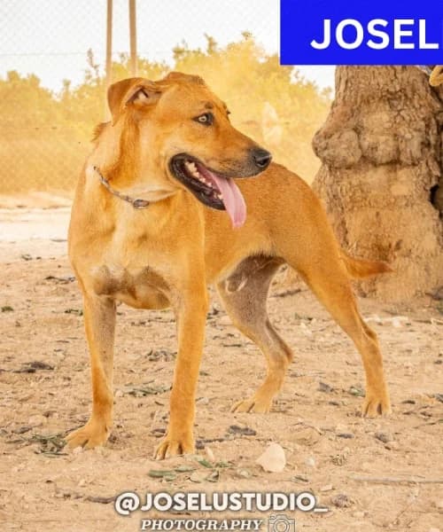 Flappy, Mixed Breed (Caminando Con Ellos Anguimar)