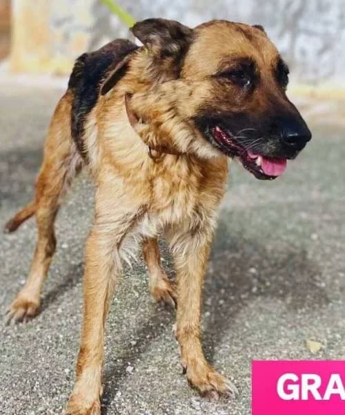 Grace,  (Caminando Con Ellos Anguimar)